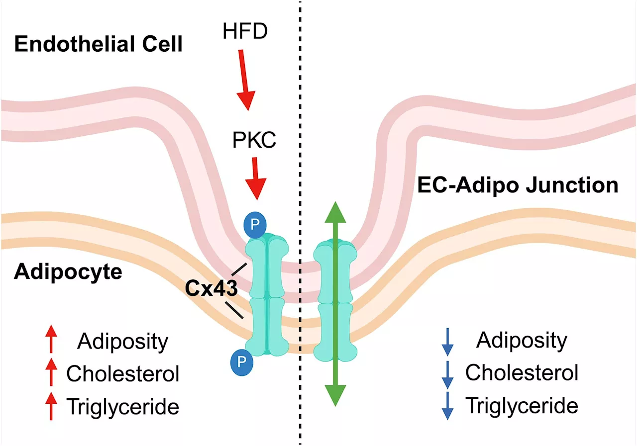 Researchers ID potential cause behind the blood vessel dysfunction in obesity