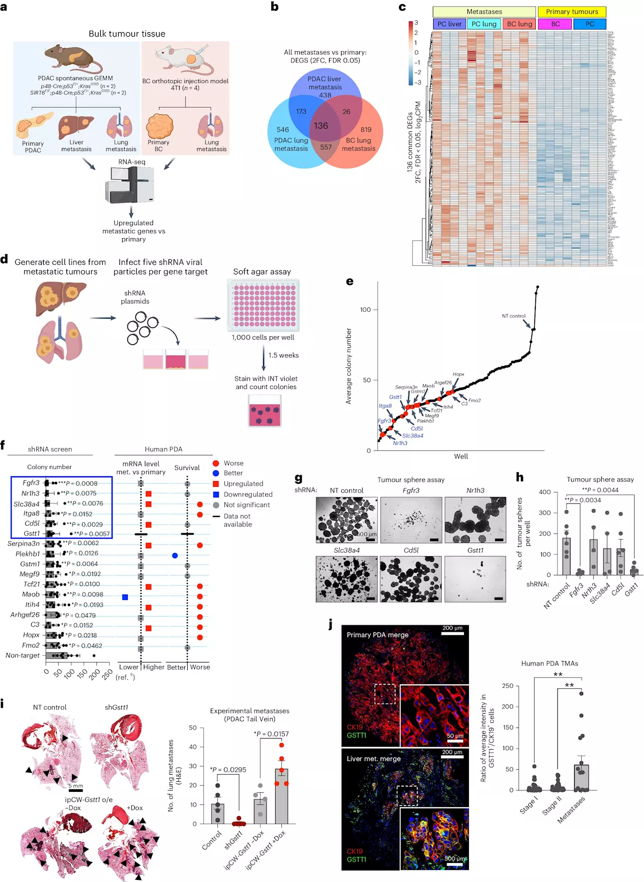 Researchers identify a gene that helps cancer cells spread throughout the body