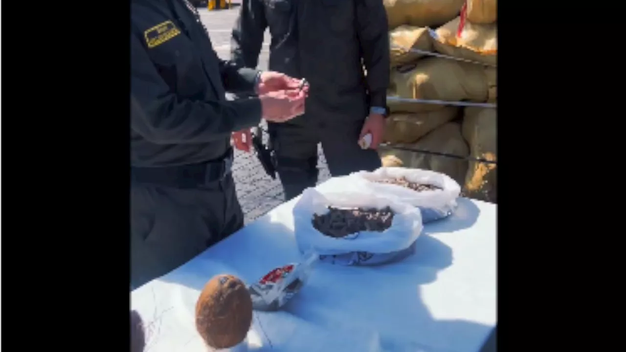 Cocaína camuflada en cocos: Incautan 176 kilos de droga en el puerto de Cartagena