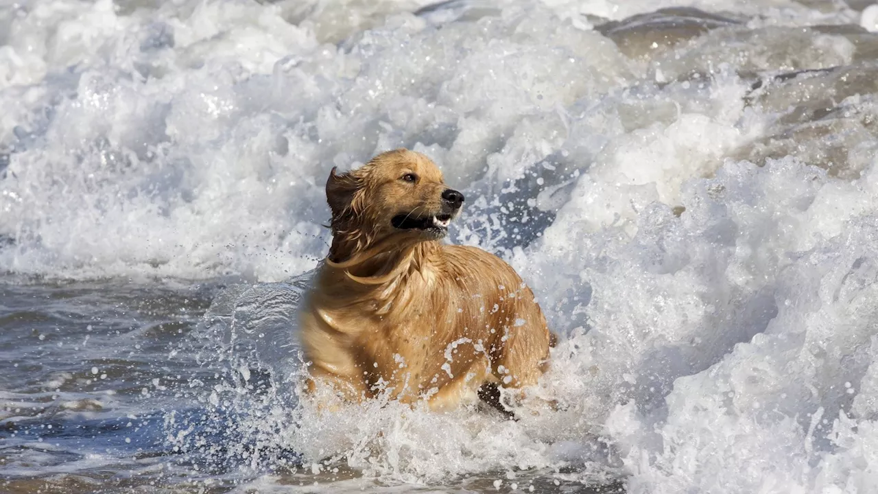 Mit dem Hund an die Nordsee: So klappt der Urlaub am Meer