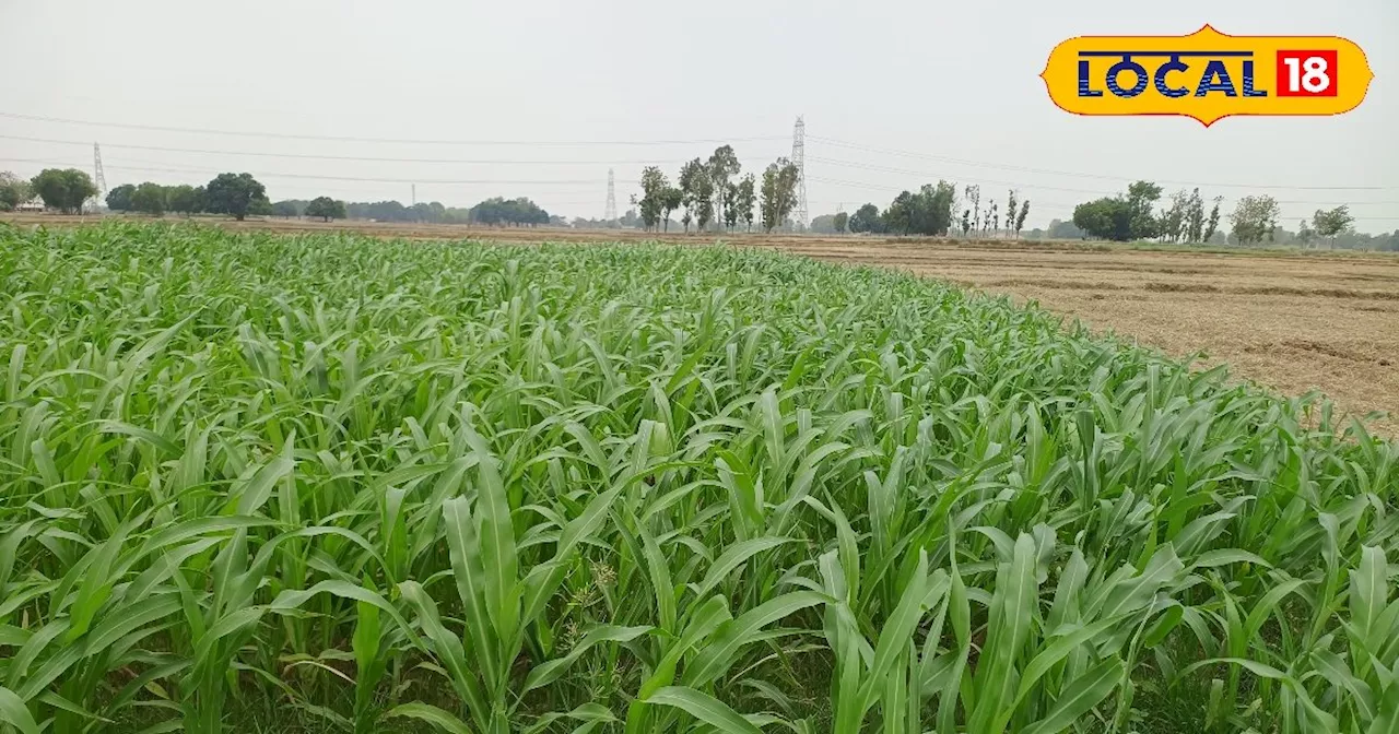 भगवान बुद्ध का प्रसाद है ये चावल, सुगंध से किचेन तक दौड़े आएंगे पड़ोसी, खेती में बंपर मुनाफे की गारंटी