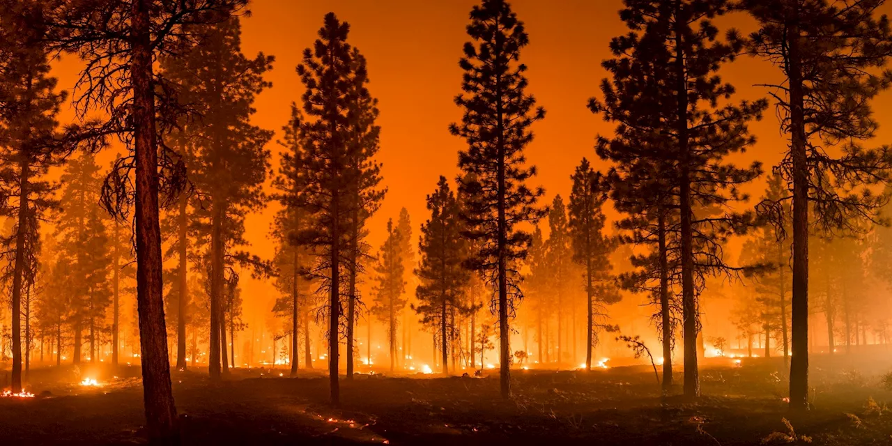 Wildfire smoke linked to over 52,000 premature deaths in California, study reveals