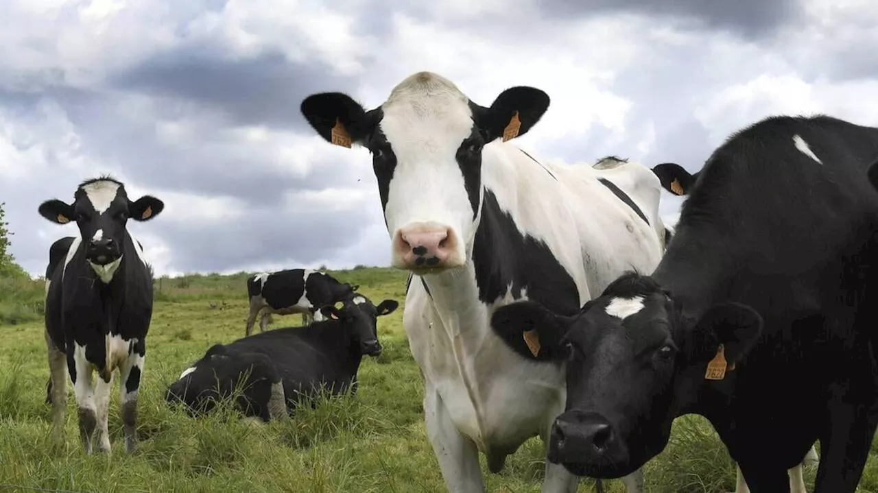 La Nouvelle-Zélande abandonne son plan de taxation des rots et des pets de vache