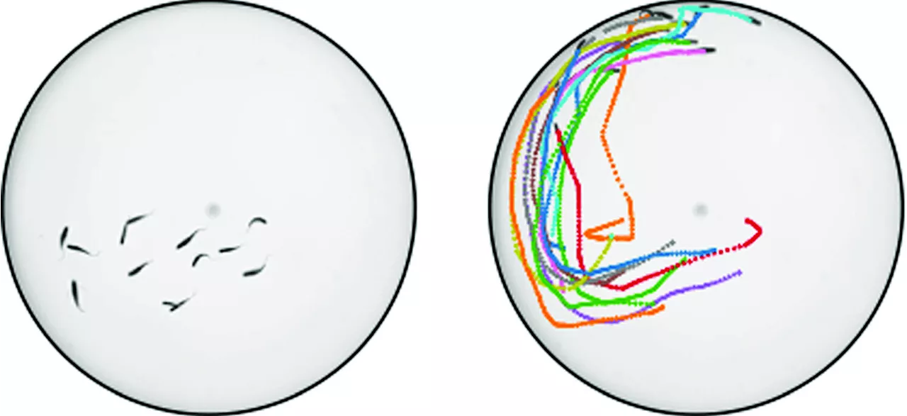 Investigating collective motions in schools of zebrafish could deepen understanding of active systems