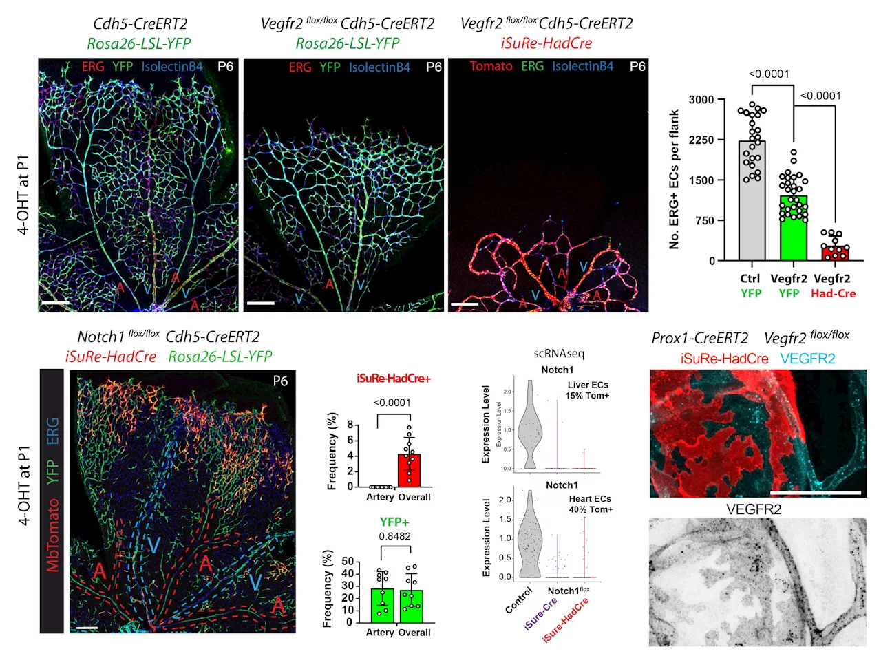 Researchers create an innovative tool for the reliable and efficient study of gene function