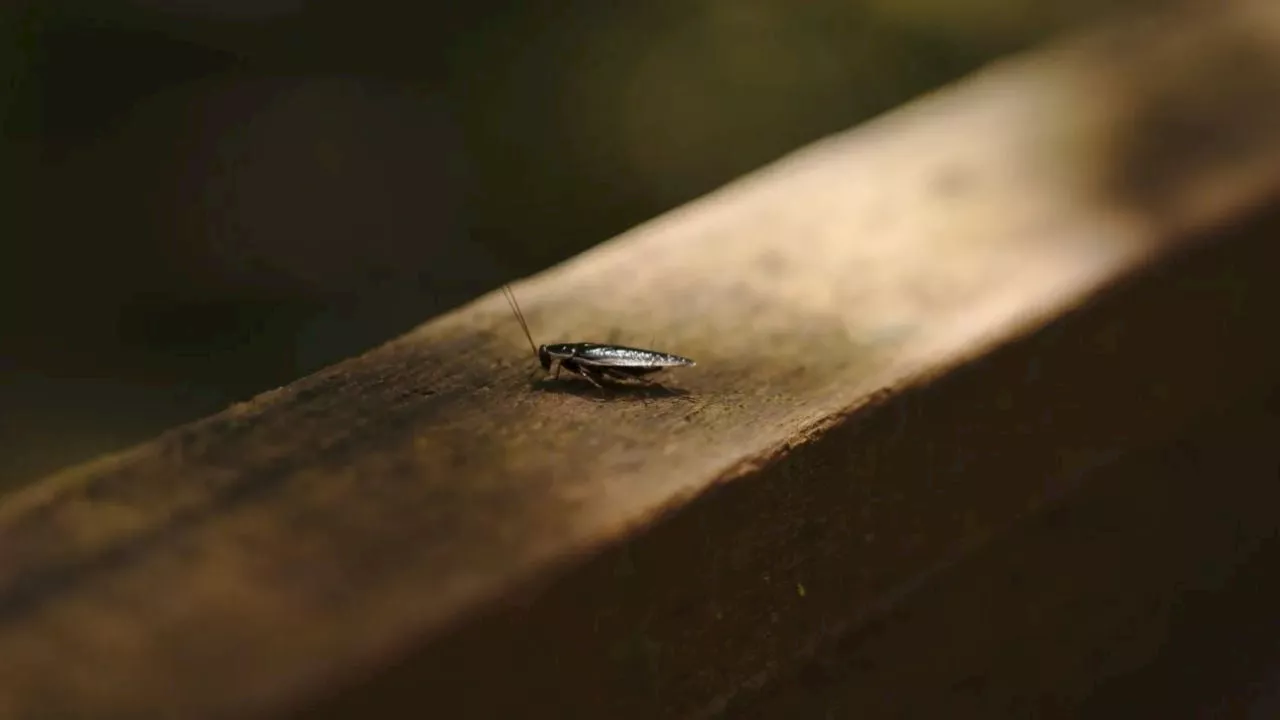 Académico alerta por invasión de cucarachas resistentes a insecticidas