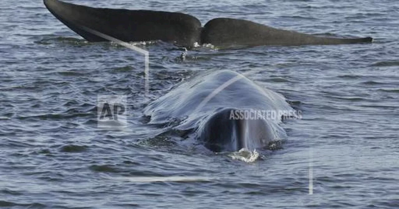 Iceland issues license for 128 fin whales to be hunted this year