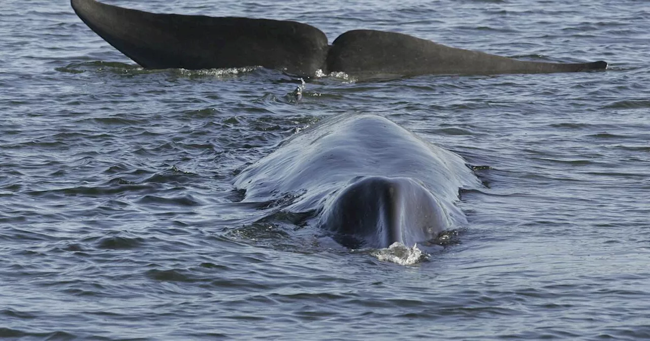 Islandia autoriza la caza de 128 ballenas de aleta este año