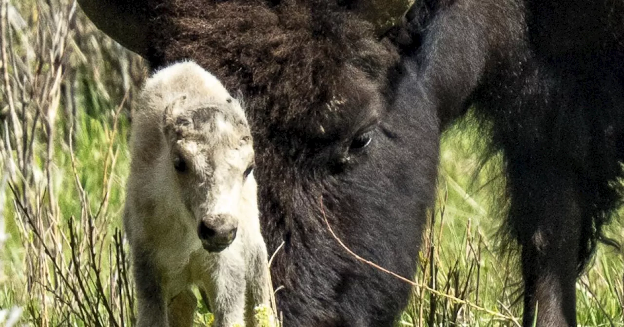 Reported birth of rare white buffalo calf in Yellowstone park fulfills Lakota prophecy