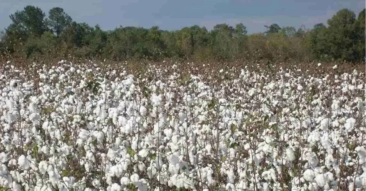 Dalla Sicilia alla Puglia, cresce la filiera del cotone 100% italiano