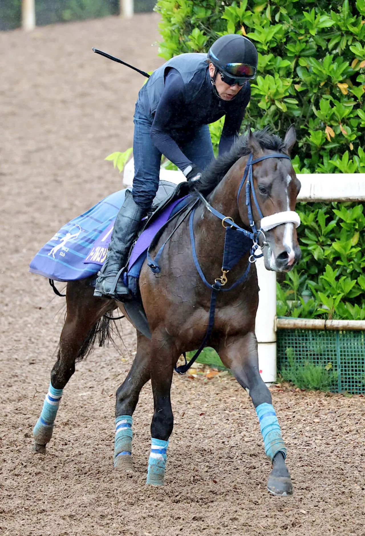 【米子Ｓ】夏マイルで巻き返し狙う３歳馬 シンザン記念Ｖと同じ舞台に、陣営「古馬相手でも楽しみ」