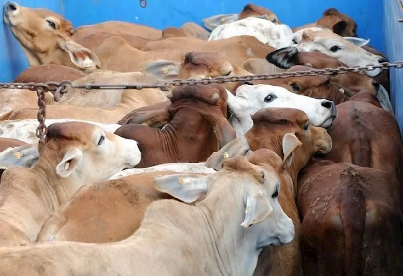 Brucellosis detected in smuggled cattle, goats, says Terengganu DVS