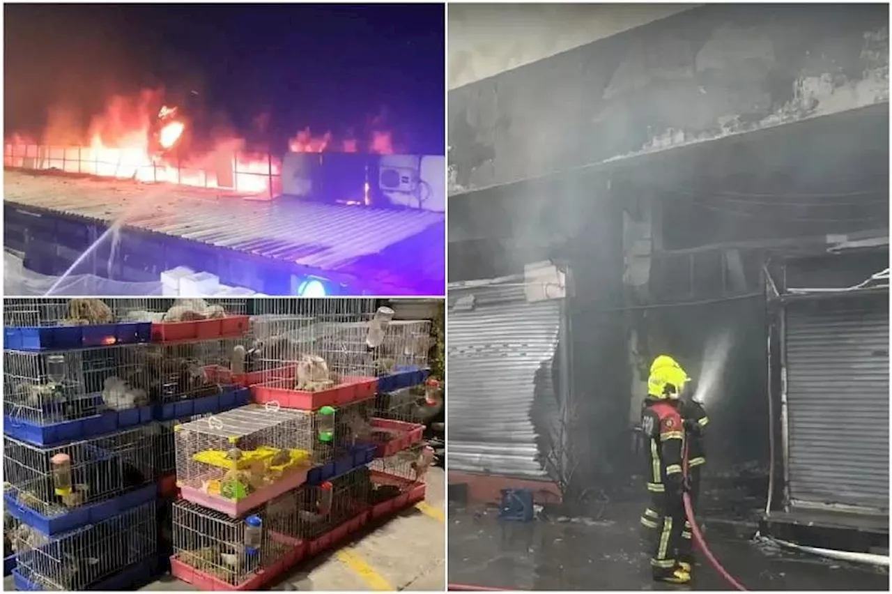 More than 1,000 animals killed in blaze at pet zone of Bangkok’s Chatuchak Market