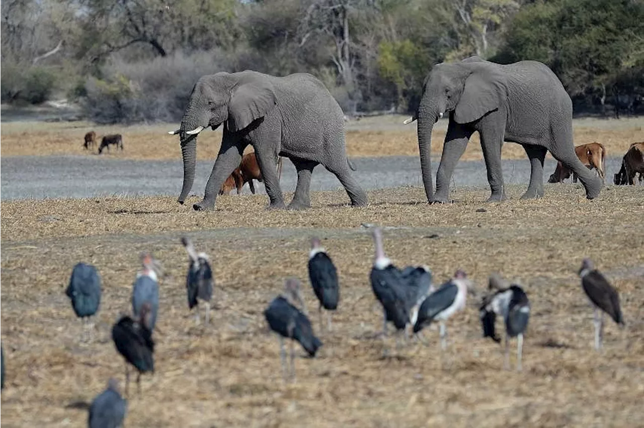 Study shows elephants might call each other by name