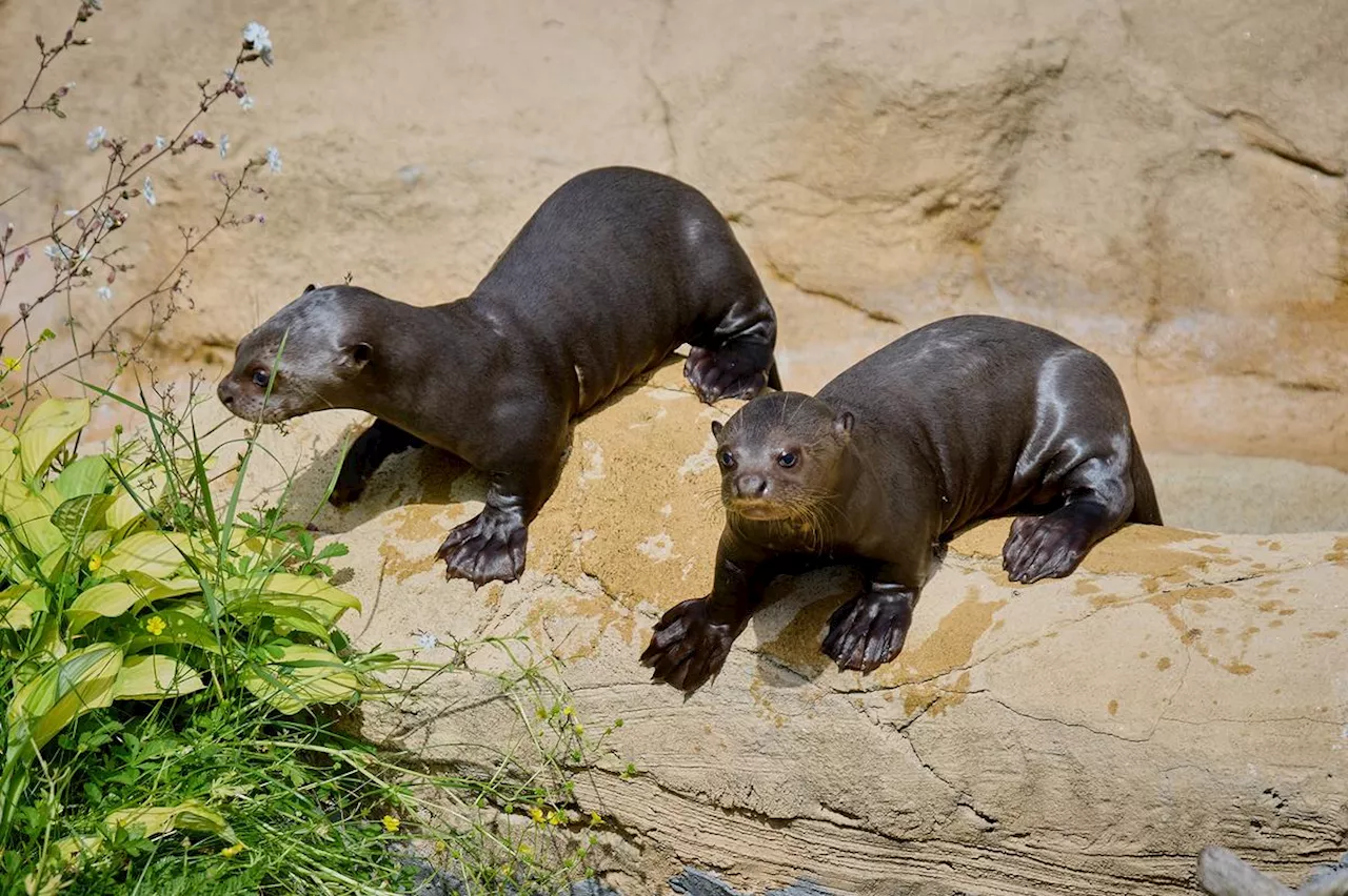 Charente-Maritime : deux naissances de loutres géantes au Zoo de La Palmyre