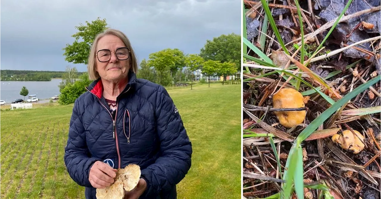 Kantareller och ”skogens kyckling” – rekordtidig svampsommar