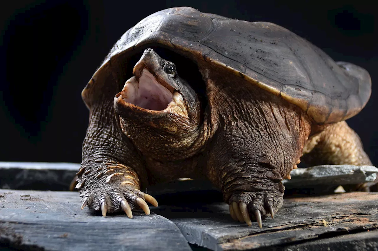 München: Hochwasser schwemmt Schnappschildkröten an