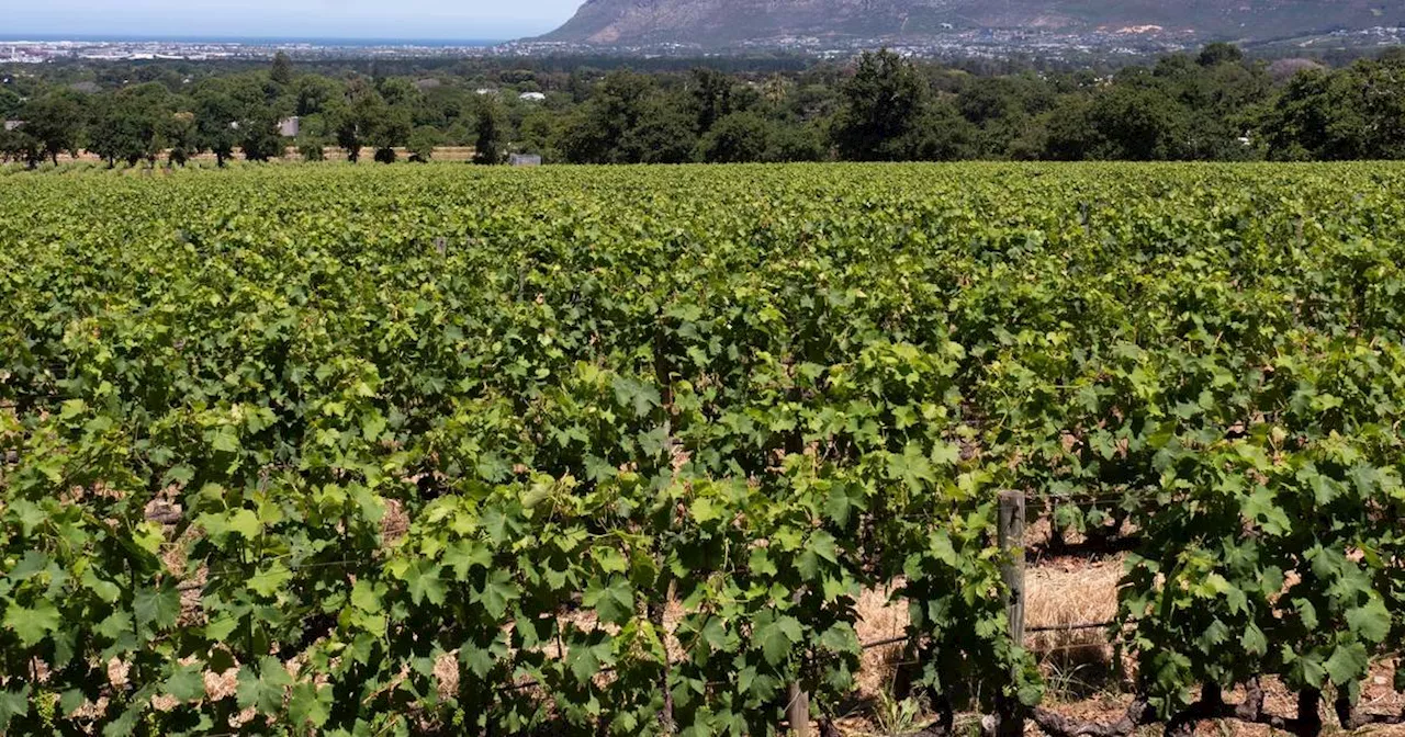 Weine aus Südafrika: Das gelbe Rätsel und Pairing-Ideen