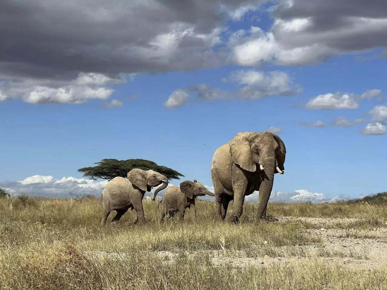 African elephants call each other by unique names, new study shows