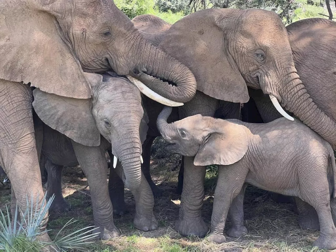 Elephants call each other by name