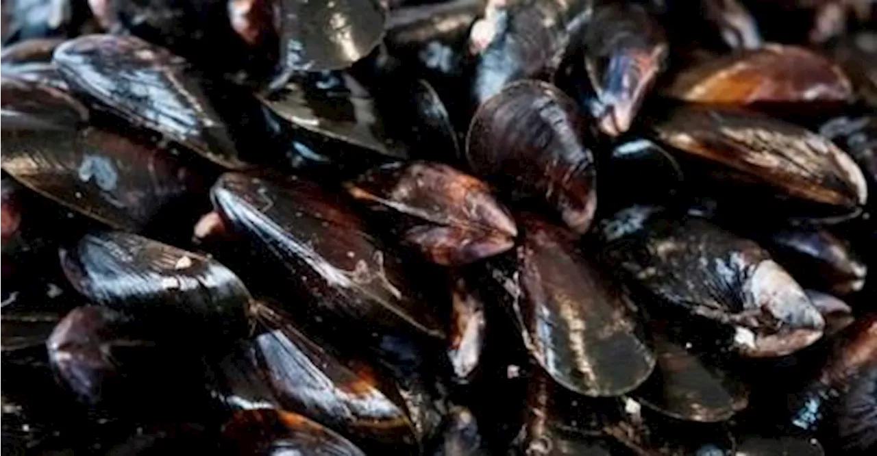 Suspected mussel food poisoning case reported in Melaka