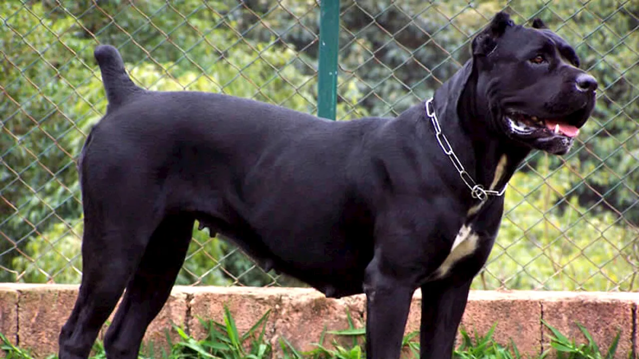 Sbranata dal cane del nipote: muore in ospedale dopo cinque giorni d'agonia