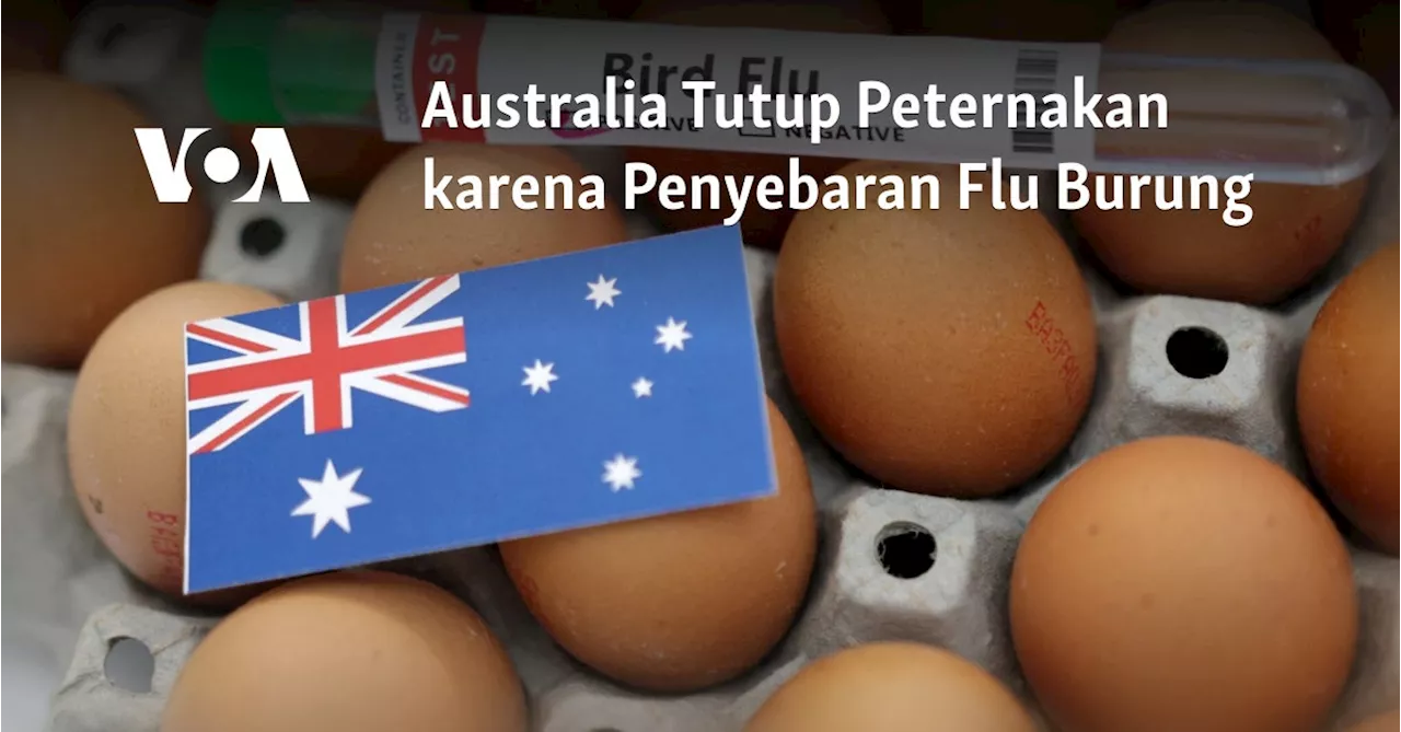 Australia Tutup Peternakan karena Penyebaran Flu Burung