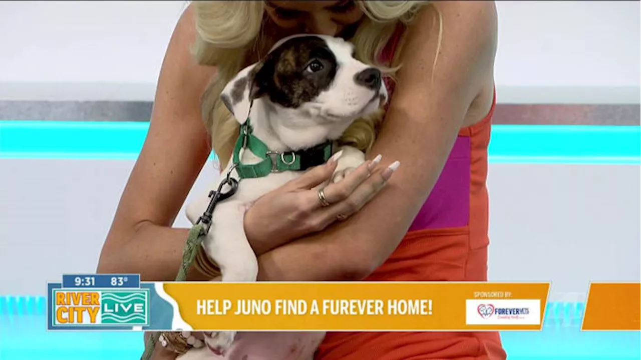 Pawsing for Pets: Help Juno find her furever home!