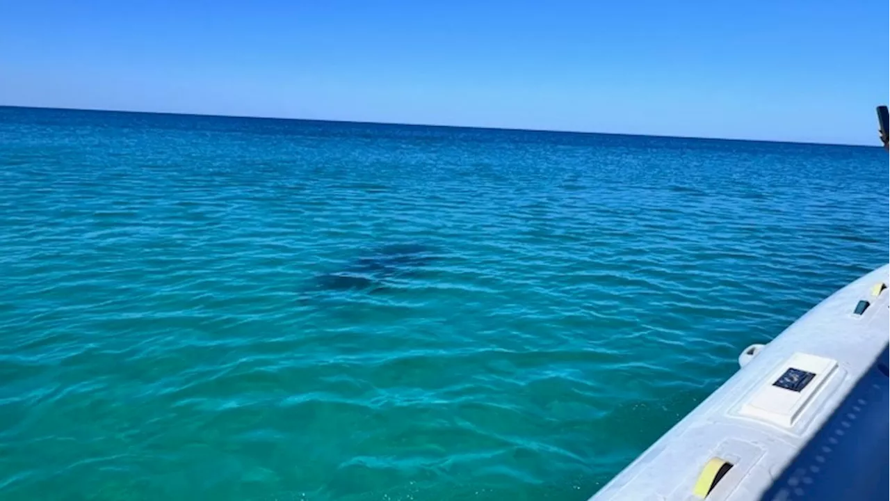 Expert discusses sharks in the Gulf after attacks in Florida