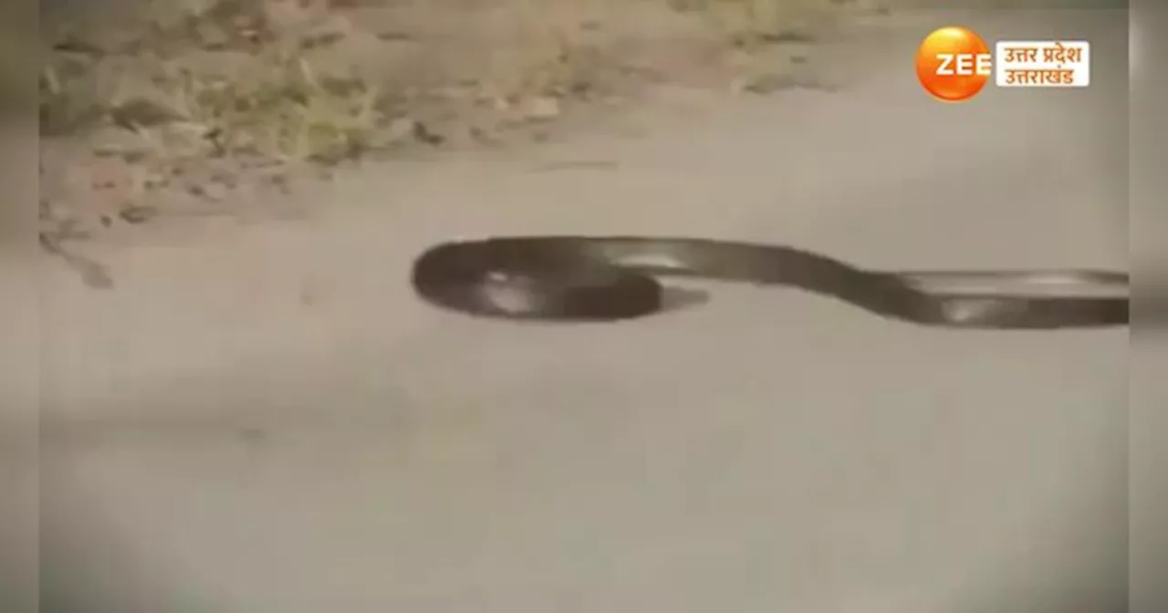 snake video: सांप ने खुद को डंसा!, सड़क पर तड़प तड़प कर दम तोड़ने का वीडियो सामने आया