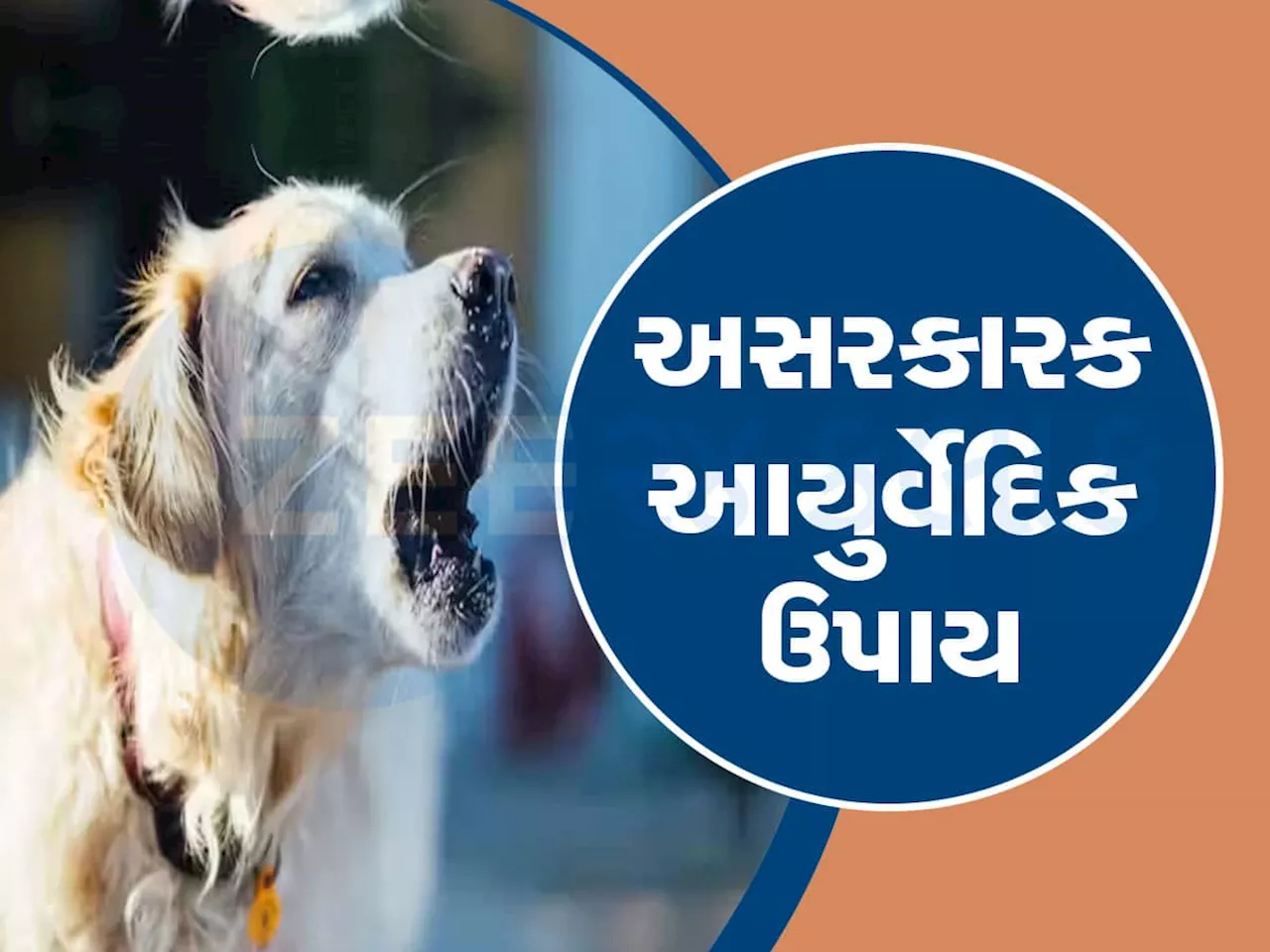 Dog Bite: જો કૂતરું કરડે તો તરત આ આયુર્વેદિક ઉપાય અજમાવો, ઝેરની અસર દૂર થશે!