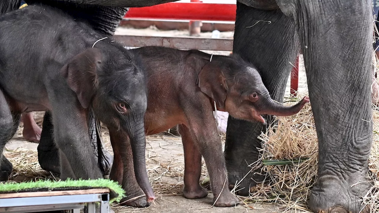 Rare 'miracle' elephant twins born in Thailand