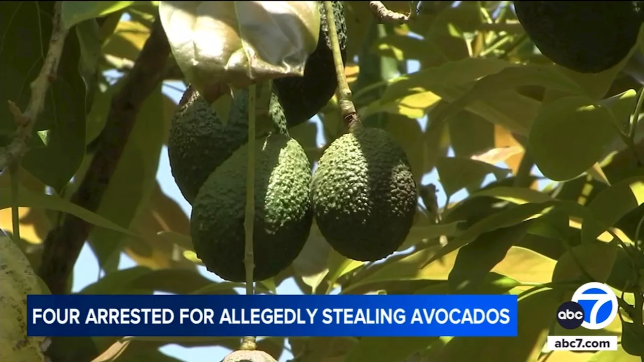 4 arrested for allegedly stealing hundreds of pounds of avocados from Fillmore farm