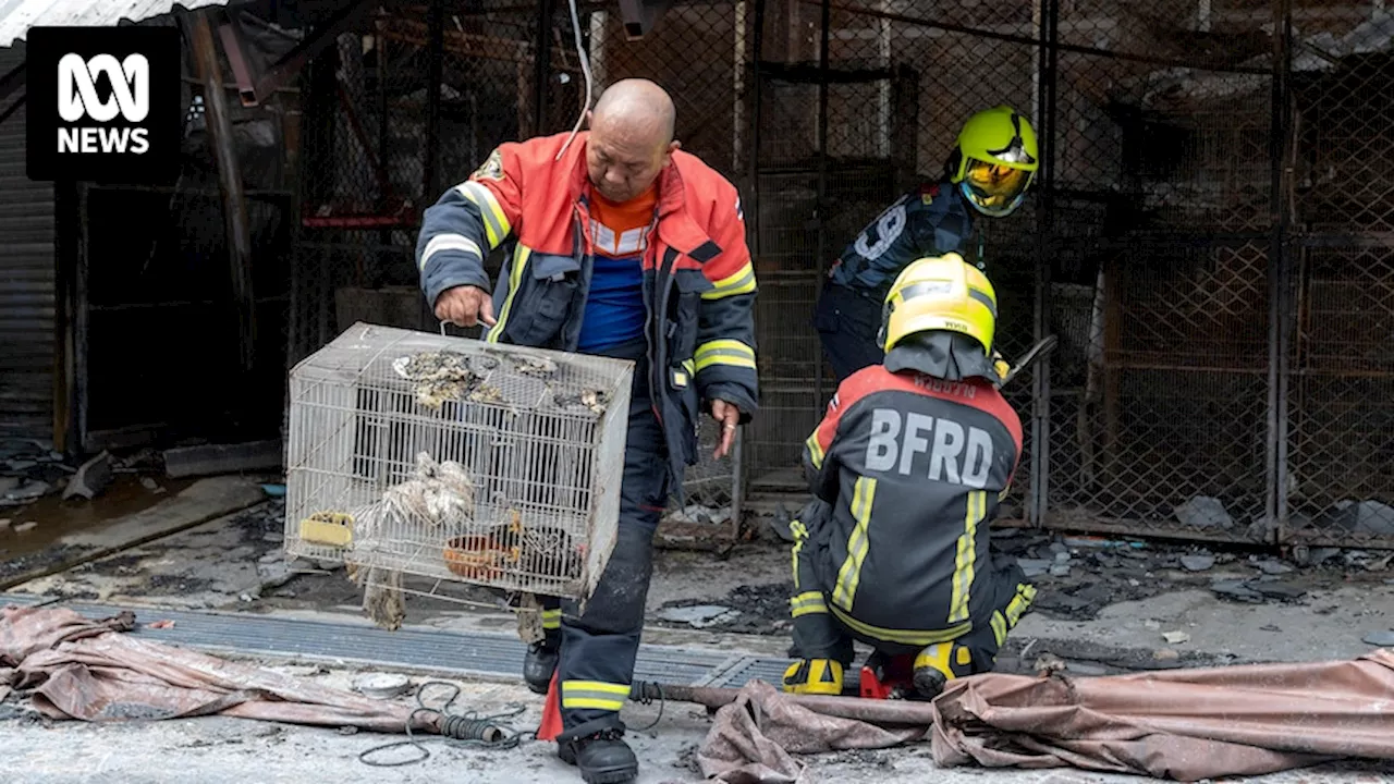 More than 1,000 animals killed as fire rips through famous Bangkok market