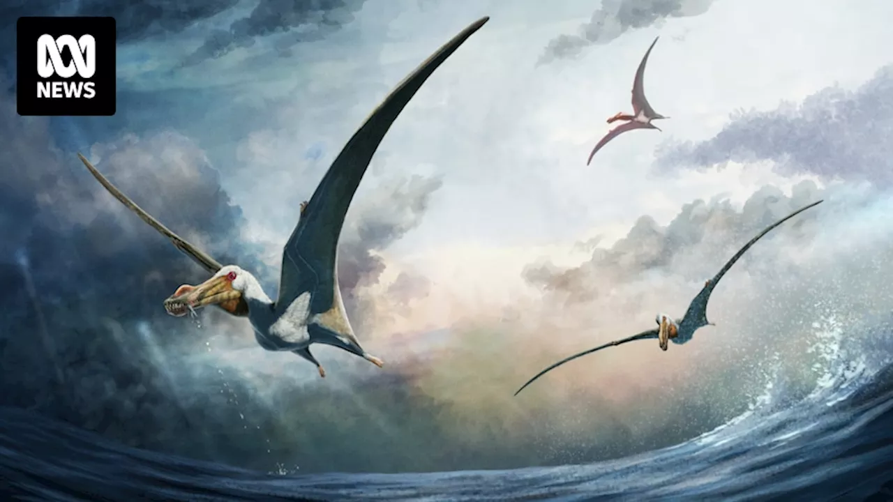 New species of flying pterosaur reptile discovered in outback Queensland fossil dig