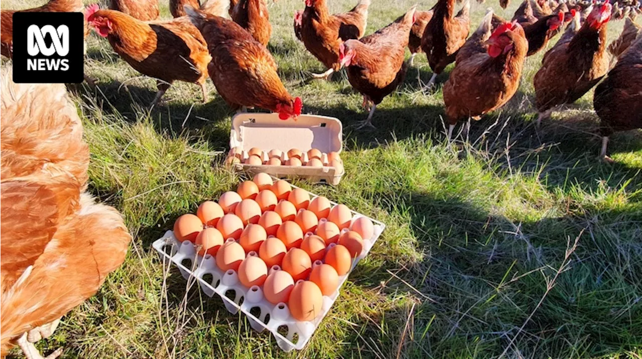 Poultry farmers urge backyard chicken owners to implement biosecurity measures, help curb bird flu