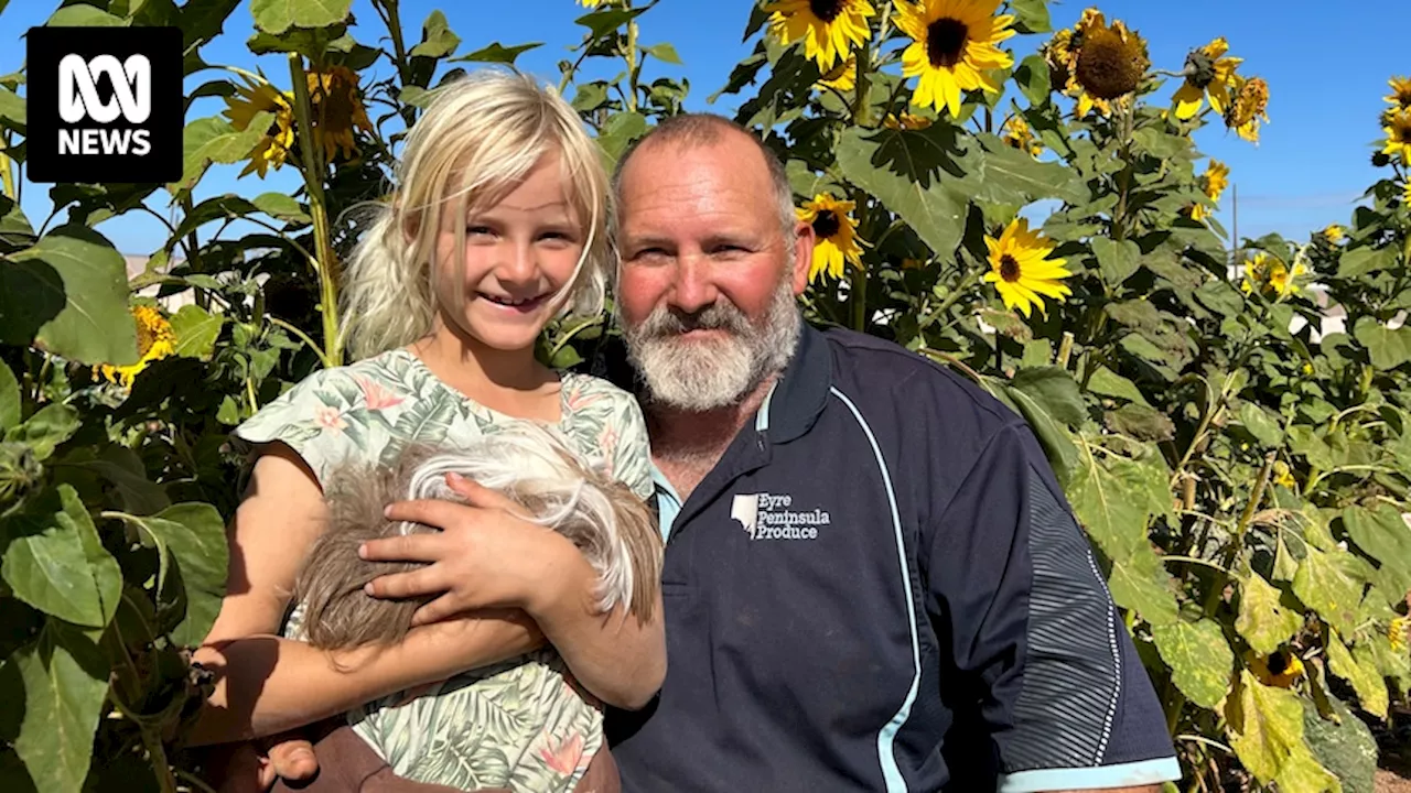 Whyalla community supported produce grown on salt pan provides healthy alternative