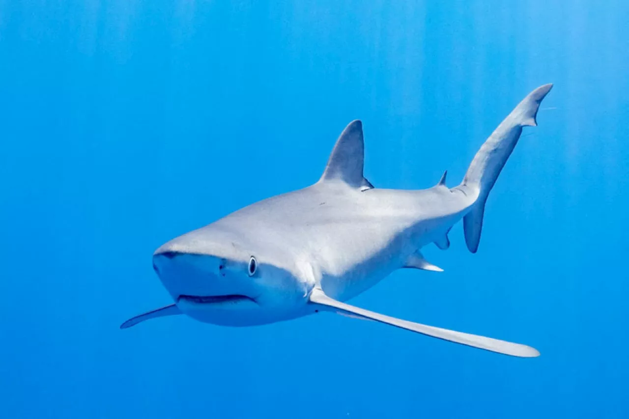 'Sous la Seine' sur Netflix : un requin dans le Rhône à Lyon, c'est possible ?