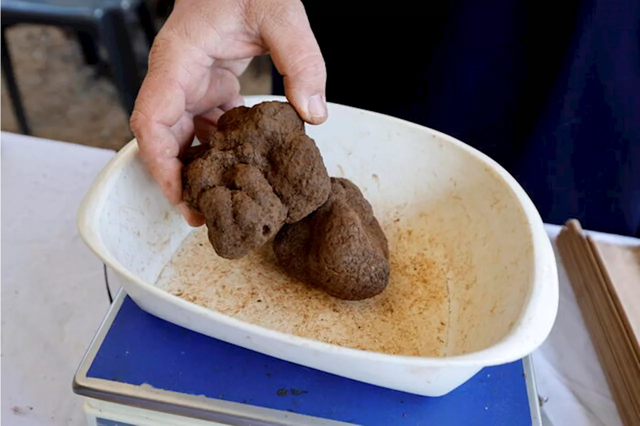 Si inaugura un Museo dedicato al Tartufo uncinato di Fragno