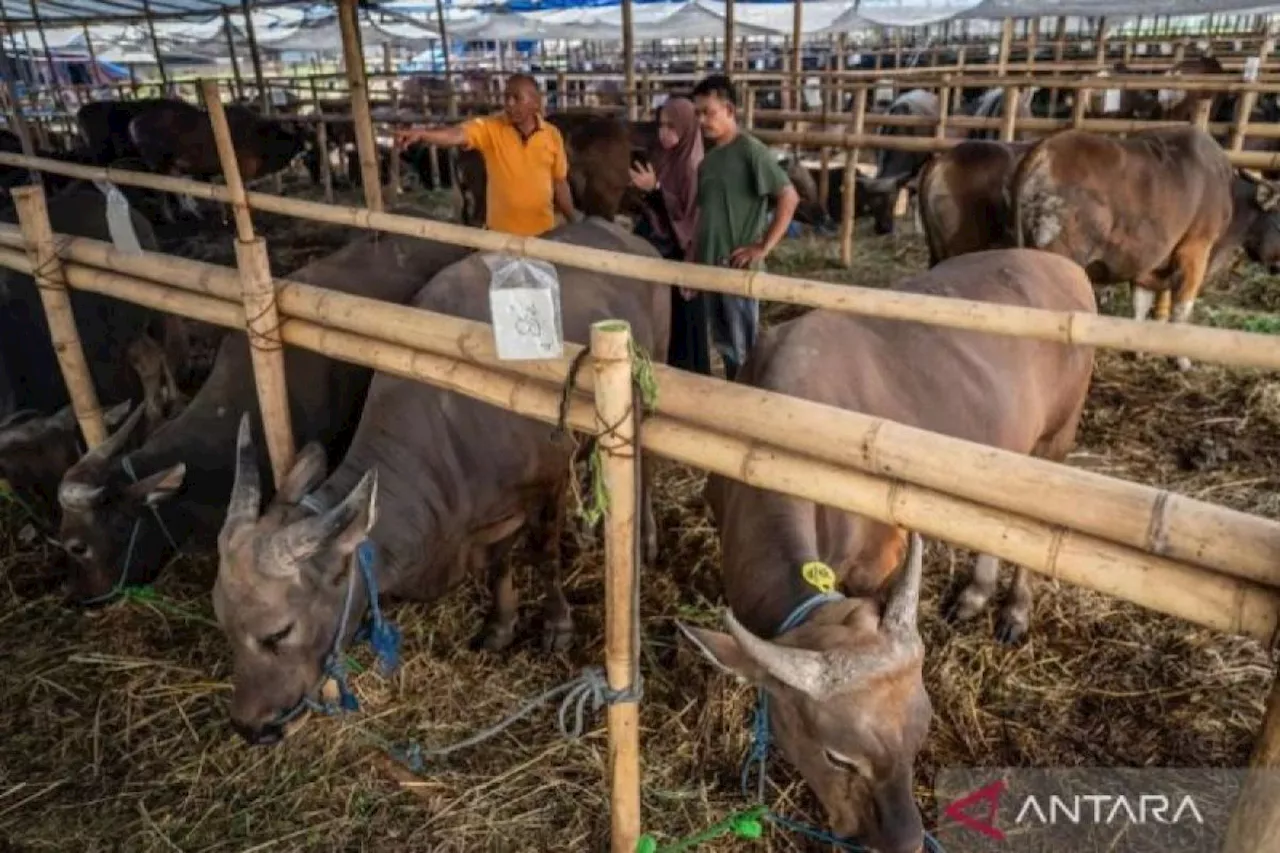 DLH minta limbah kurban ditangani dengan prinsip ramah lingkungan