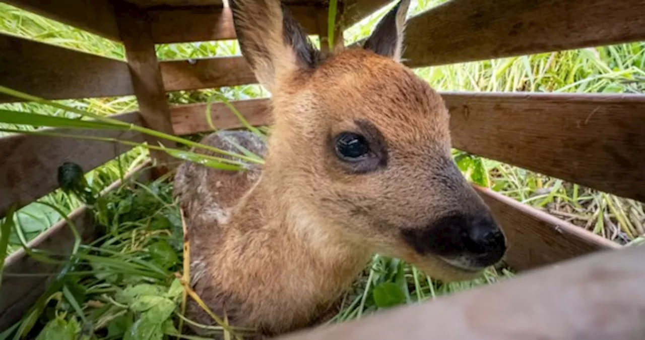 Swiss farmers use drones to find sheltering fawns and save them from equipment harm