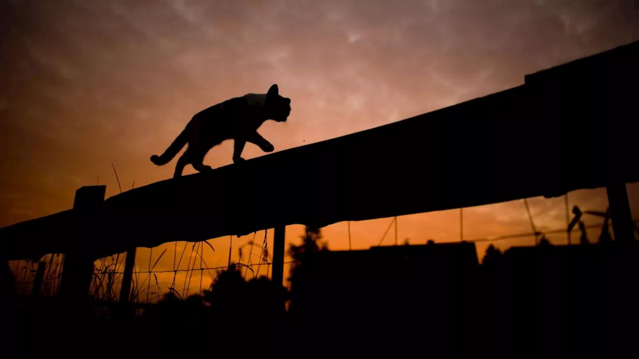 Landen Katzen wirklich immer auf den Pfoten?