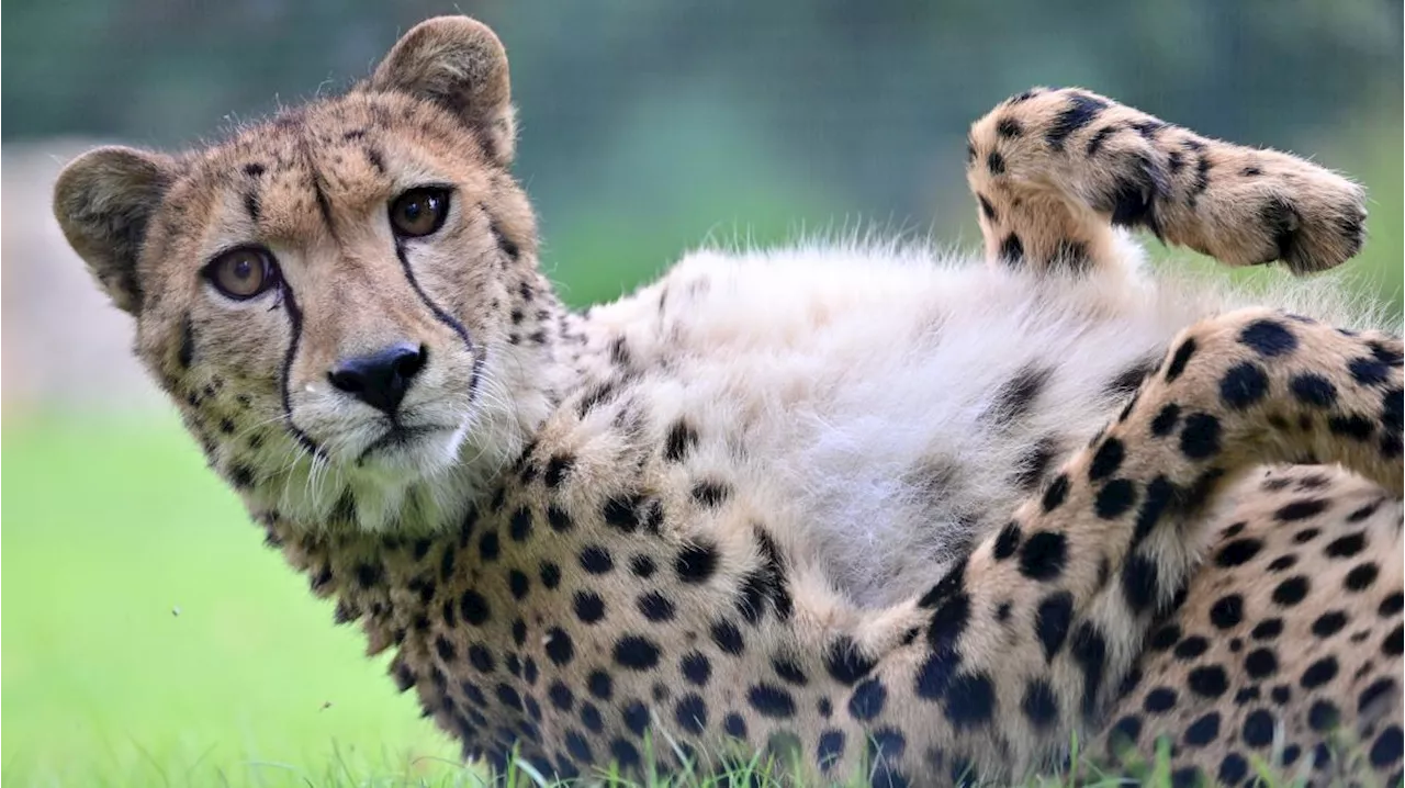 Safari-Tour am Gardasee: Wilde Tiere aus dem Auto entdecken