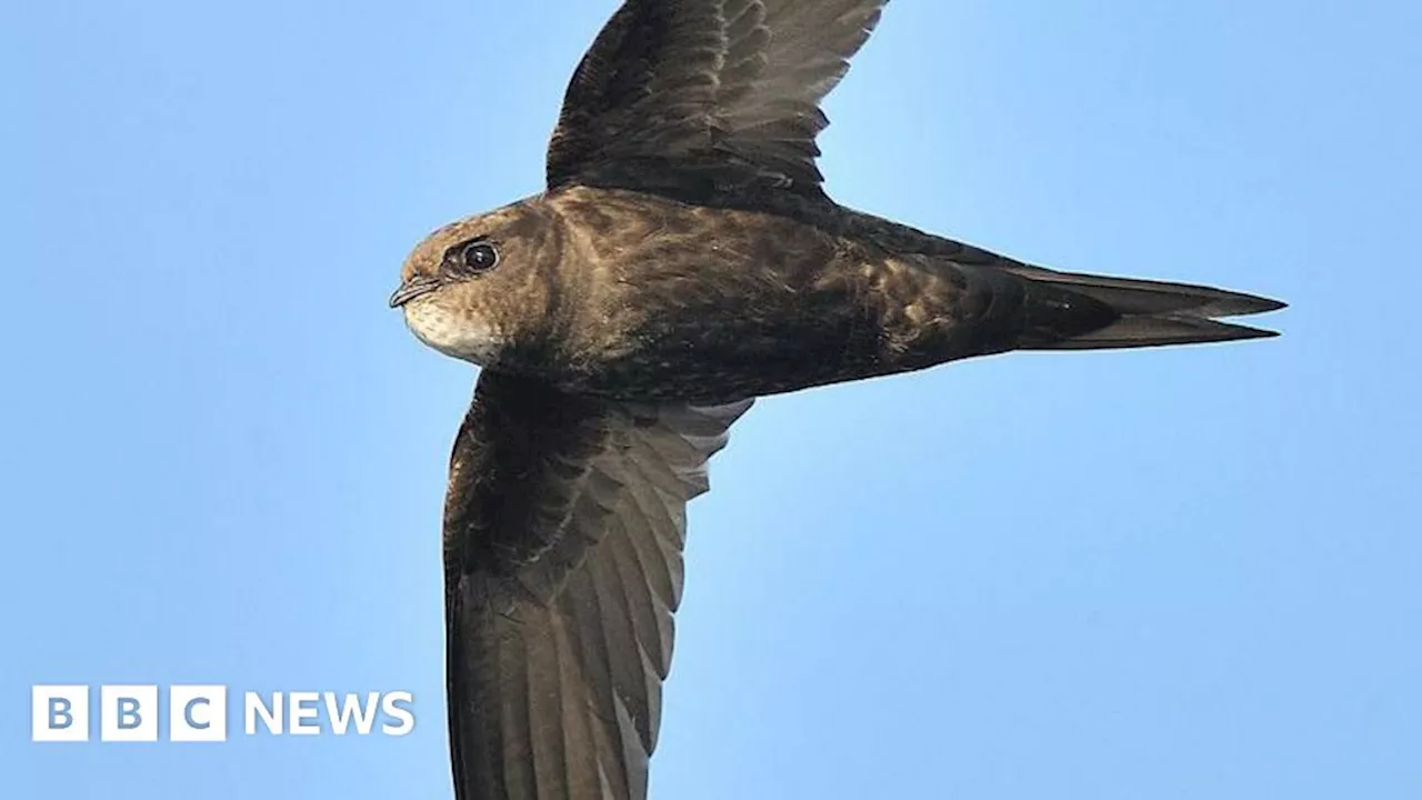 Swift boxes: Volunteers install nesting sites on farm buildings