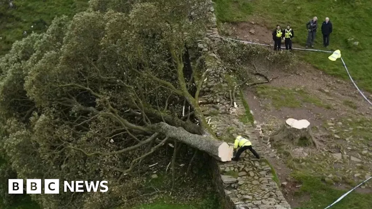 Sycamore Gap: Men accused of tree felling to appear in crown court