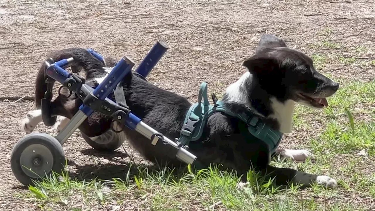 Digne-les-Bains: la nouvelle vie de Pusa, une petite chienne en fauteuil roulant