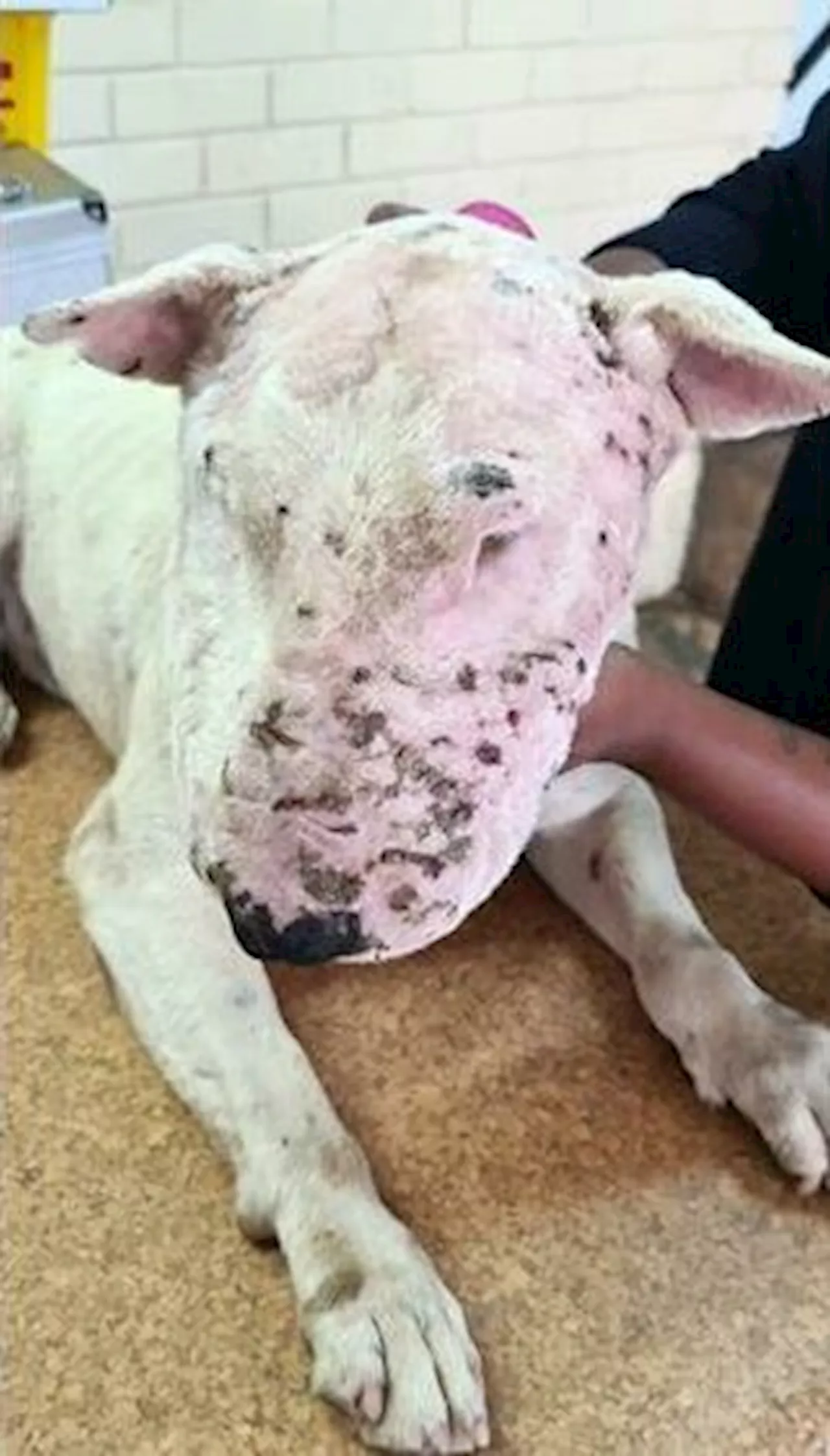 Dog fighting: Boksburg woman convicted of animal cruelty