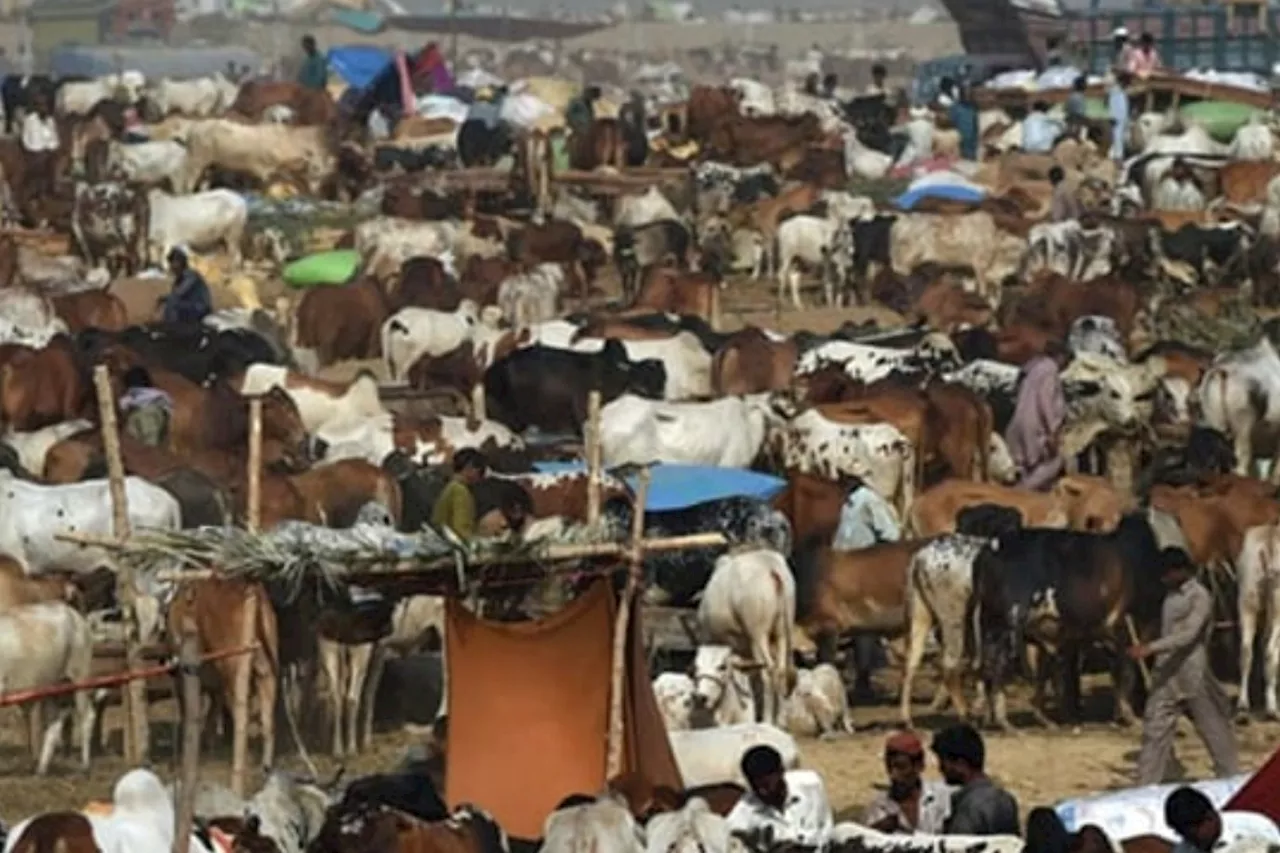 Eid-ul-Adha 2024: Karachi Sees Major Drop in Cow Mandi Rates