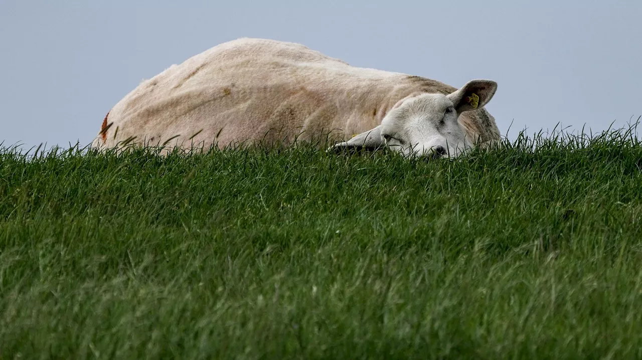 Kälteeinbruch im Frühsommer: Schafskälte pünktlich am Start