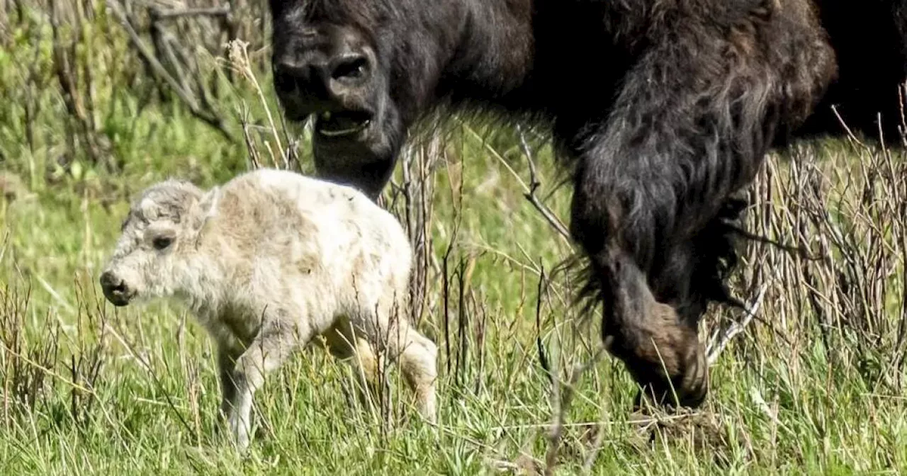 Rare white bison calf reportedly born in Yellowstone National Park: 'A blessing and warning'